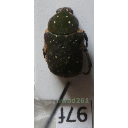 Glycyphana cuculus Burmeister, 1842 Philippines97f
